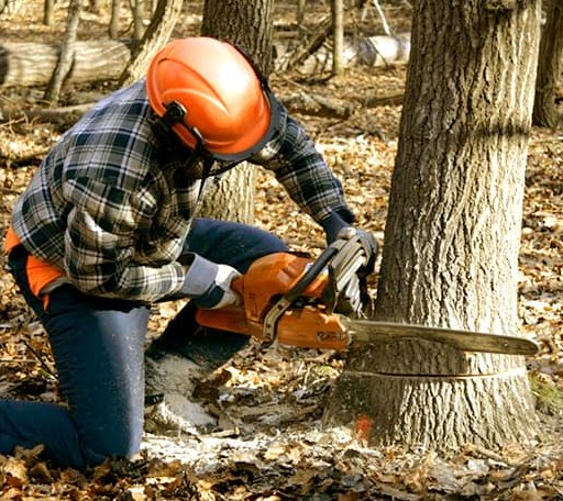 Tree Removal in Belton, SC